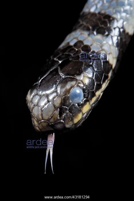 : Sea krait (Laticauda colubrina), Extremely venomous : Sea krait (Laticauda colubrina), Extremely venomous