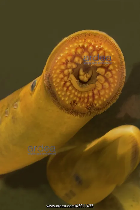 : Sea Lamprey : Sea Lamprey