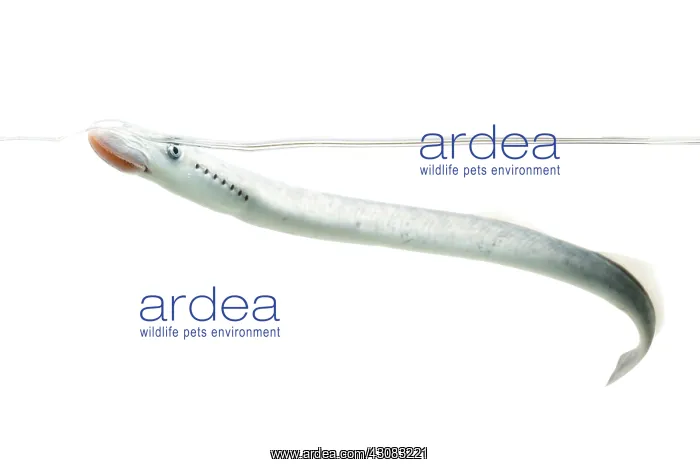 : Sea Lamprey : Sea Lamprey