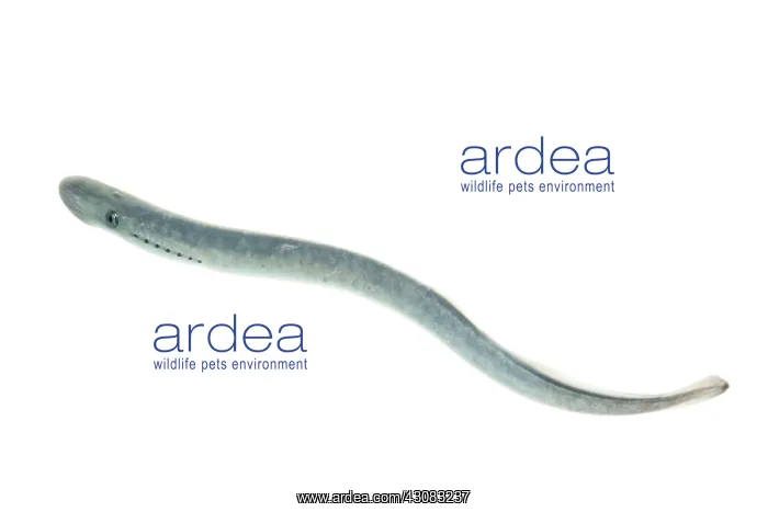 : Sea Lamprey : Sea Lamprey