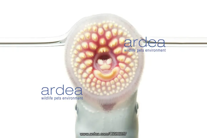 : Sea Lamprey : Sea Lamprey