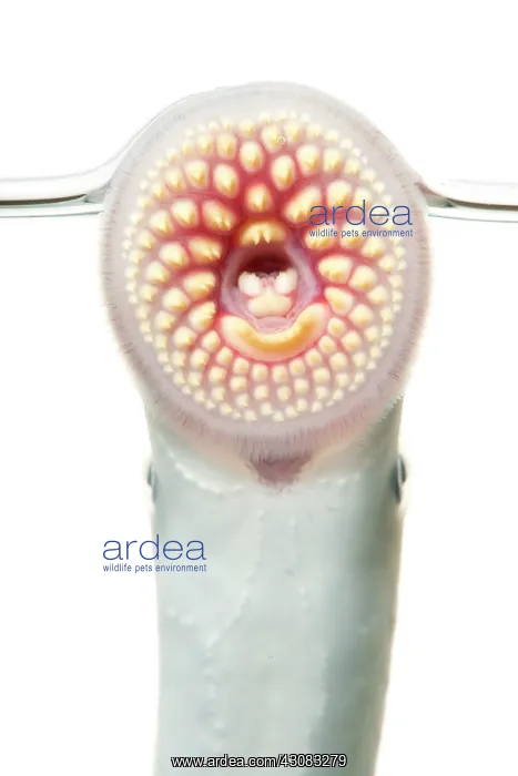 : Sea Lamprey : Sea Lamprey