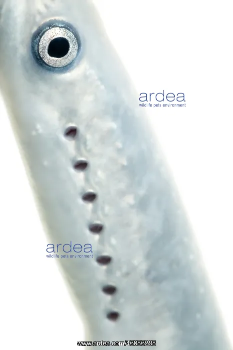 : Sea Lamprey : Sea Lamprey
