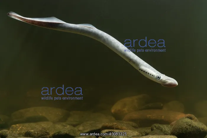: Sea Lamprey : Sea Lamprey