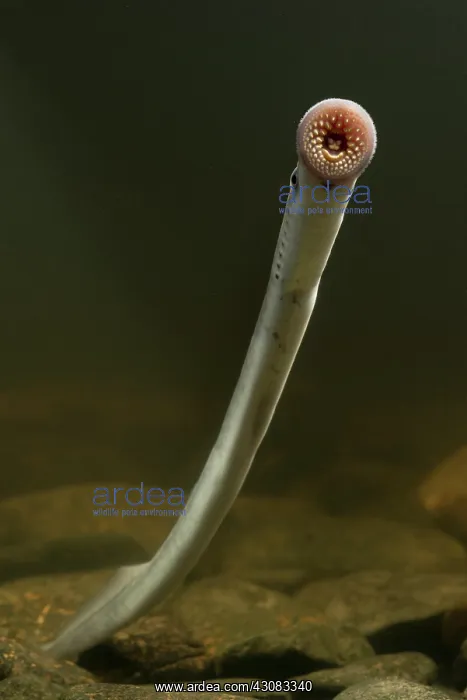 : Sea Lamprey : Sea Lamprey