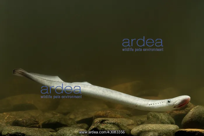 : Sea Lamprey : Sea Lamprey