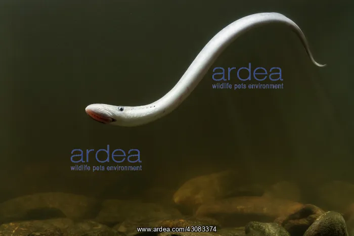  : Sea Lamprey