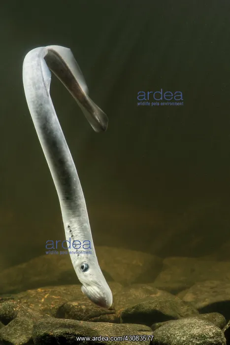 : Sea Lamprey : Sea Lamprey