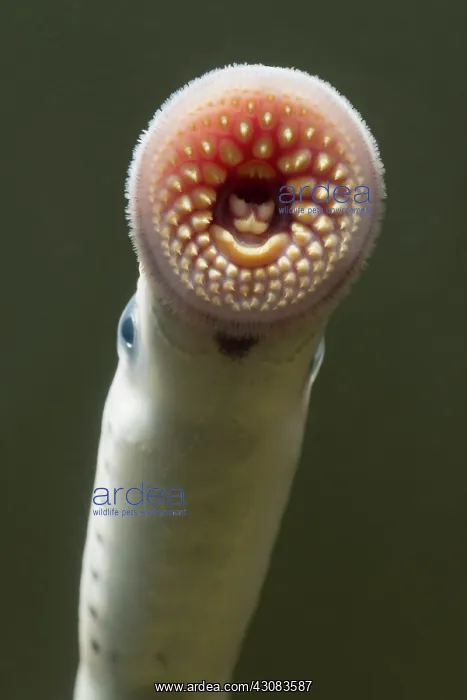 : Sea Lamprey : Sea Lamprey