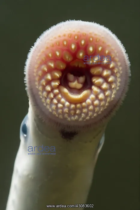 : Sea Lamprey : Sea Lamprey