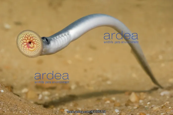 : Sea Lamprey : Sea Lamprey
