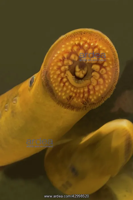 : Sea lamprey - a parasitic lamprey found on the Atlantic coas : Sea lamprey - a parasitic lamprey found on the Atlantic coas