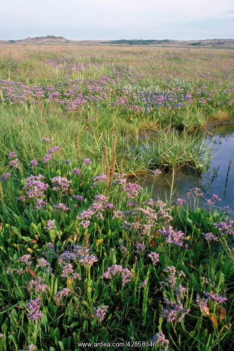 : Sea Lavendar - and other saltmarsh plants including : Sea Lavendar - and other saltmarsh plants including