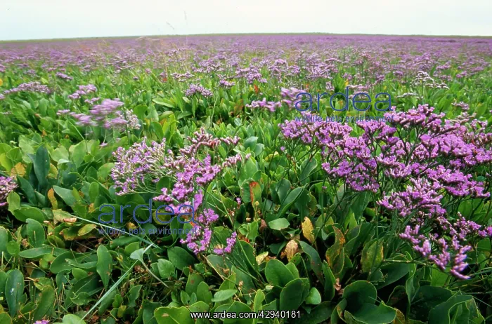 : Sea LAVENDER : Sea LAVENDER