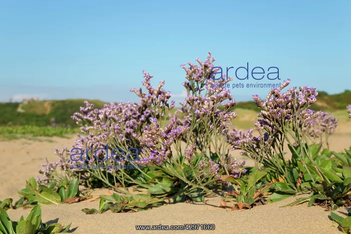  : Sea Lavender