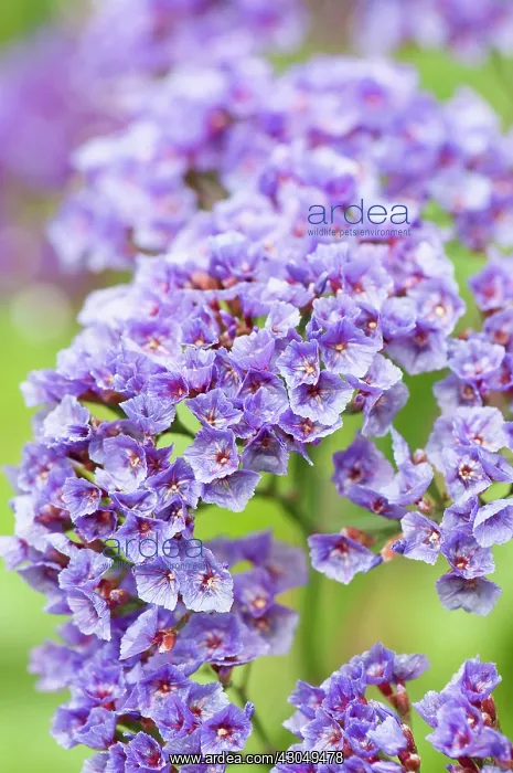 : Sea lavender : Sea lavender