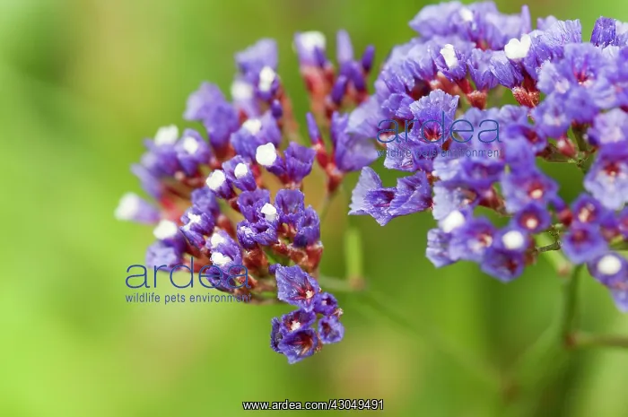 : Sea lavender : Sea lavender