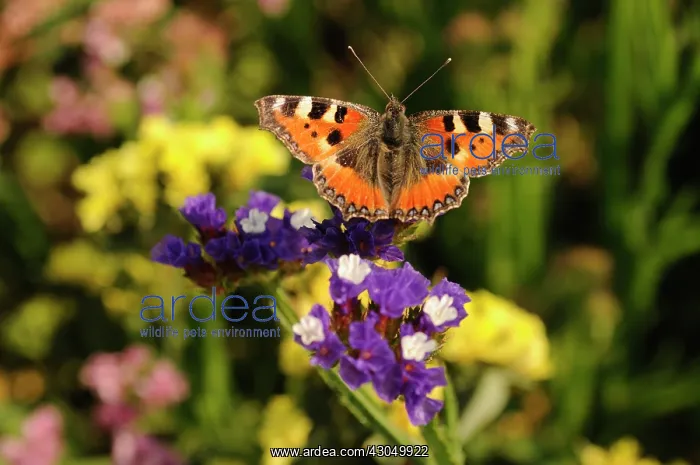 : Sea lavender : Sea lavender