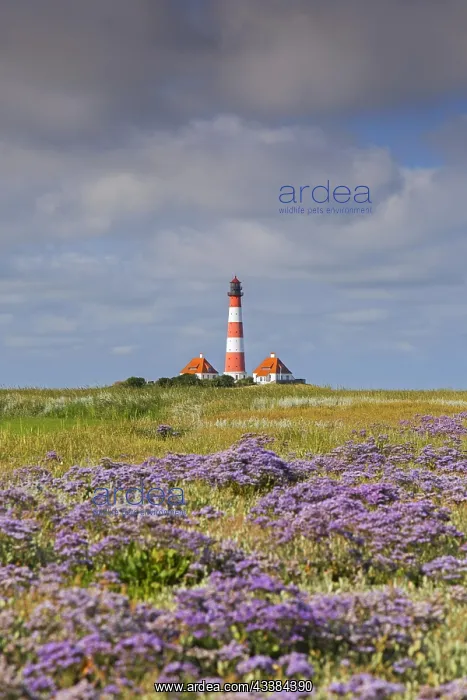 : Sea-lavender in flower and lighthouse Westerheversand at Wes : Sea-lavender in flower and lighthouse Westerheversand at Wes