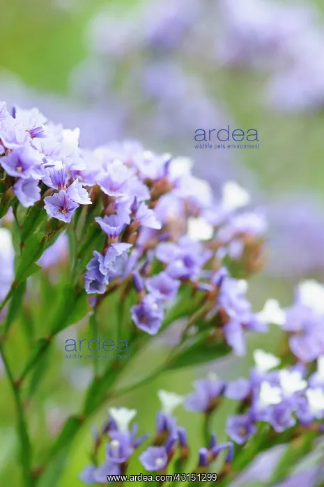 : Sea Lavender, Limonium sinuatum, Close up detail of small ma : Sea Lavender, Limonium sinuatum, Close up detail of small ma