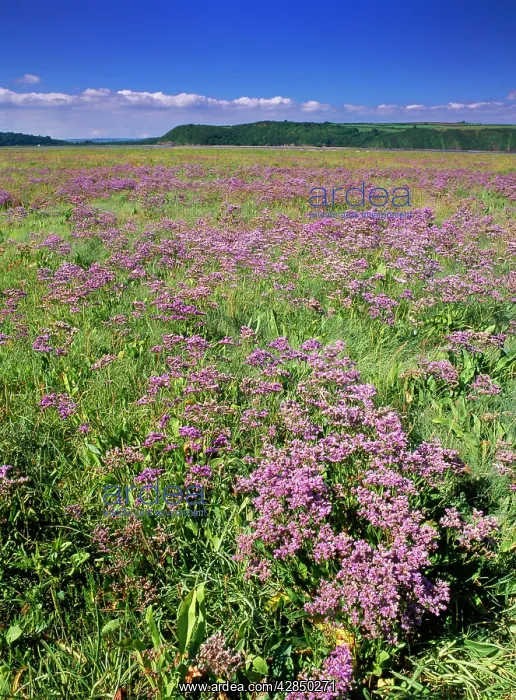 : Sea Lavender - on saltmarsh : Sea Lavender - on saltmarsh