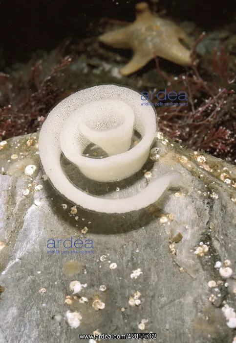 : Sea Lemon - egg mass, Starfish in background : Sea Lemon - egg mass, Starfish in background