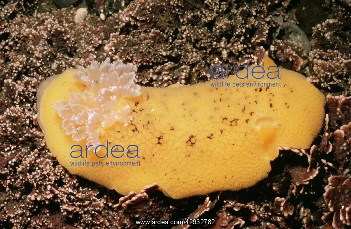 : Sea Lemon Nudibranch : Sea Lemon Nudibranch
