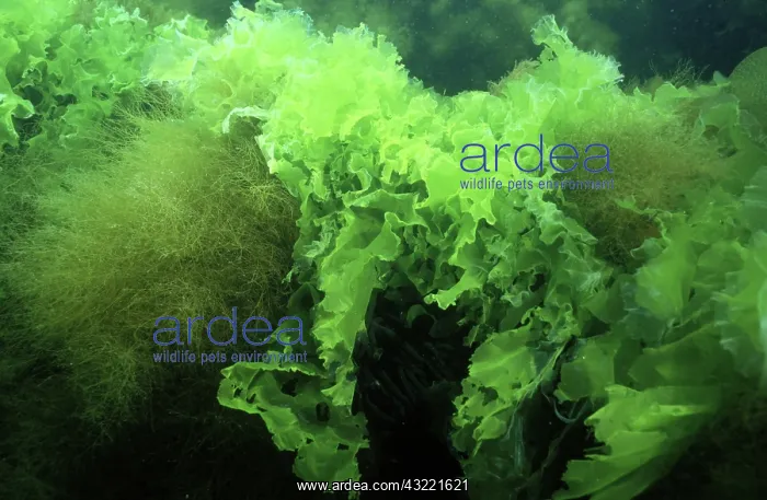 : Sea Lettuce : Sea Lettuce