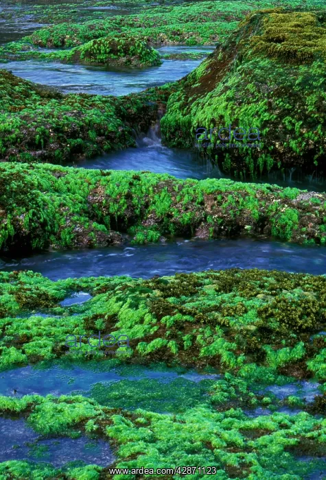 : Sea Lettuce - Green algae : Sea Lettuce - Green algae