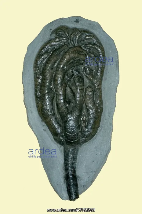 : Sea Lily Fossil : Sea Lily Fossil