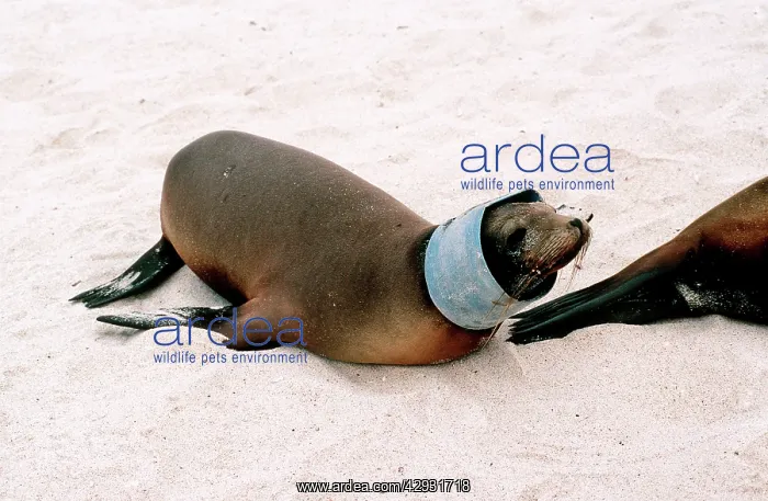 : Sea Lion - collared by discarded plastic bucket : Sea Lion - collared by discarded plastic bucket
