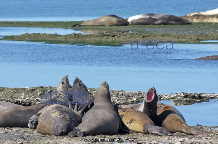  : Sea Lion males screaming in vocal fight