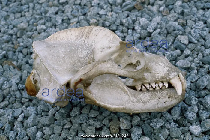 : Sea Lion skull : Sea Lion skull