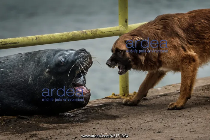 : Sea lion VS Dog - dog and sea lion fighting for : Sea lion VS Dog - dog and sea lion fighting for