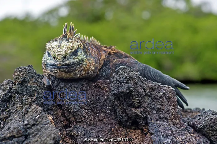  : Sea Lizard (Amblyrhynchus cristatus albemarlensis)