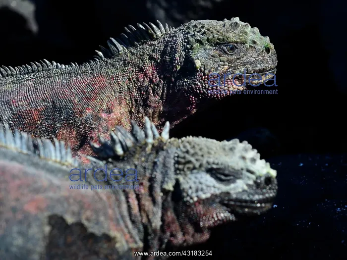 : Two sea lizards (Amblyrhynchus cristatus), iguana : Two sea lizards (Amblyrhynchus cristatus), iguana