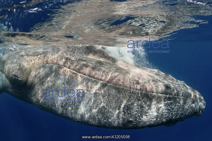 : Sea louse (Cyamidae). Frequent cutaneous parasite : Sea louse (Cyamidae). Frequent cutaneous parasite