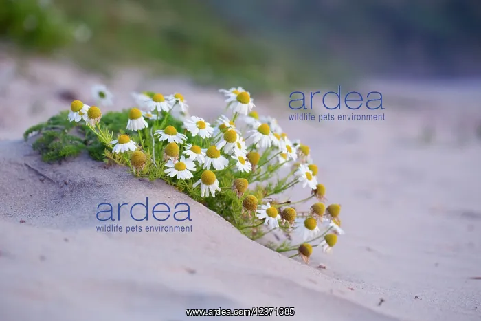 : Sea Mayweed : Sea Mayweed