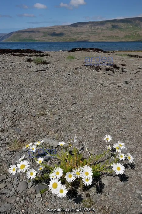 : Sea Mayweed : Sea Mayweed