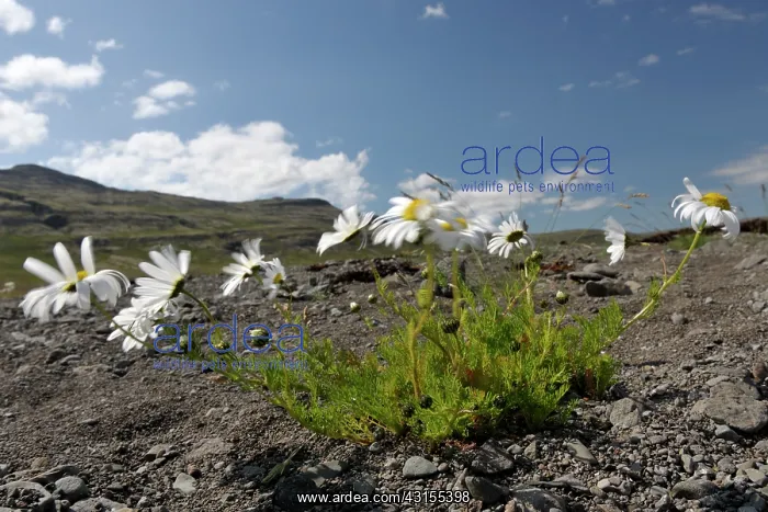 : Sea Mayweed : Sea Mayweed