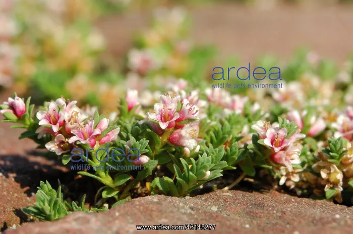 : Sea Milkwort : Sea Milkwort