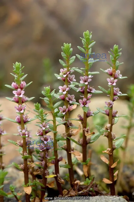: Sea milkwort in flower : Sea milkwort in flower