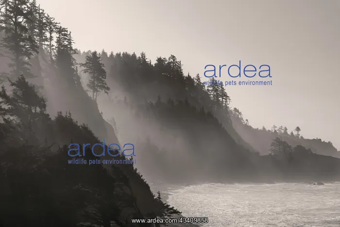 : Sea mist rises along Indian Beach at Ecola State : Sea mist rises along Indian Beach at Ecola State