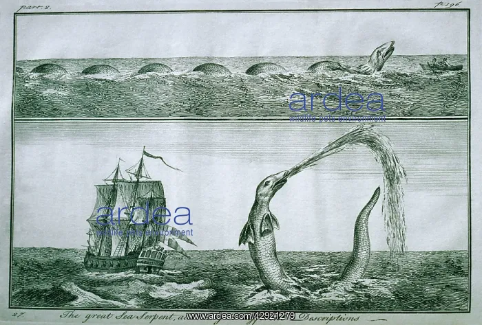 : Sea Monster - print from Pontoppidan 1755 : Sea Monster - print from Pontoppidan 1755