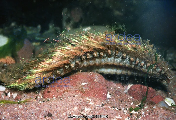  : Sea Mouse (Aphrodite aculeate)