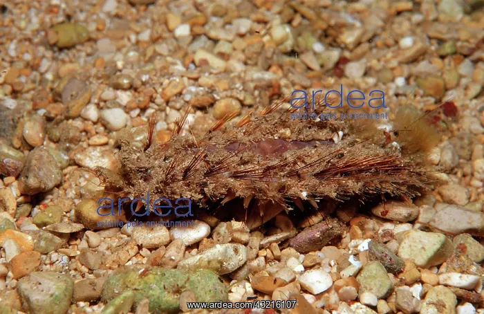 : Sea Mouse (Aphrodita aculeata), Mediterranean Sea : Sea Mouse (Aphrodita aculeata), Mediterranean Sea