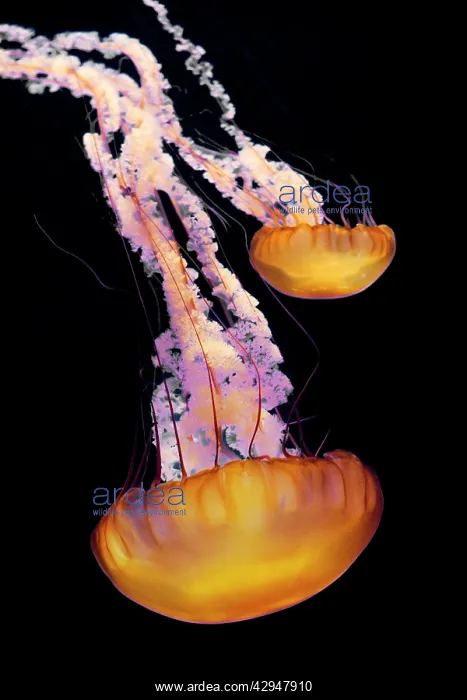 : Sea Nettle : Sea Nettle
