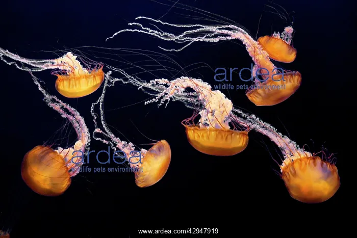 : Sea Nettle : Sea Nettle