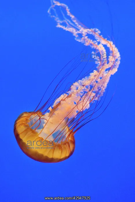 : Sea Nettle : Sea Nettle