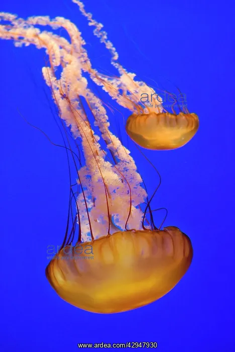 : Sea Nettle : Sea Nettle